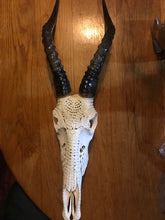 Load image into Gallery viewer, Blesbuck Skull Carving with polished Outer Horns
