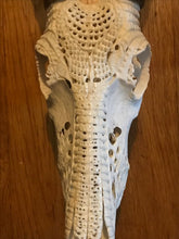Load image into Gallery viewer, Blesbuck Skull Carving with polished Outer Horns

