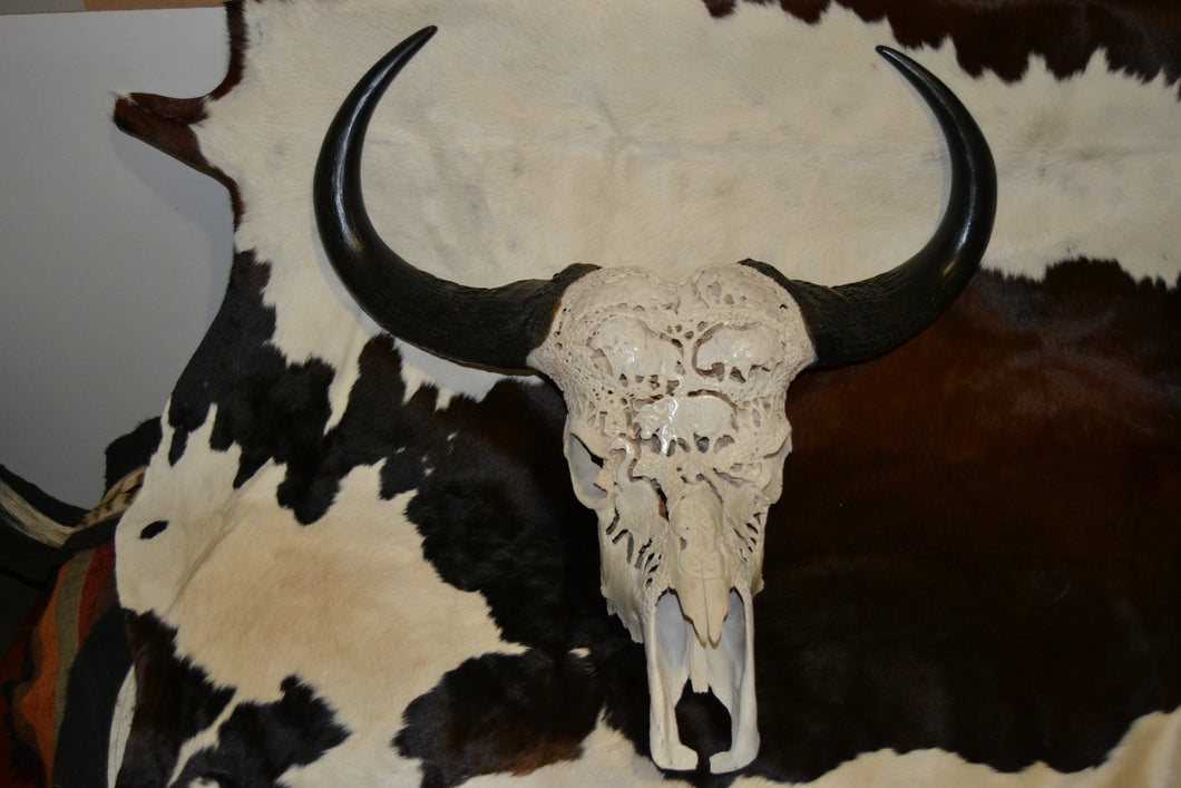 Buffalo Cow skull and Horns