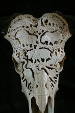 Load image into Gallery viewer, Buffalo Cow skull and Horns
