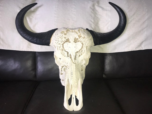 Buffalo Cow skull and Horns Big5