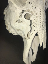 Load image into Gallery viewer, Buffalo Cow skull and Horns Big5
