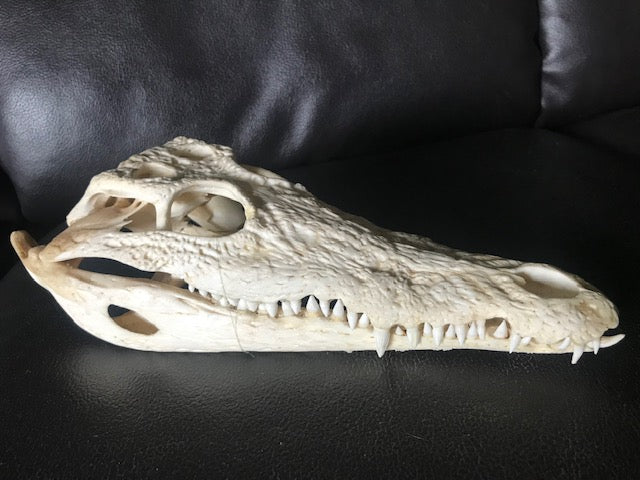 Junior Crocodile Skull