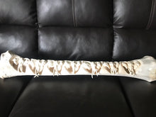 Load image into Gallery viewer, Magnificent 7 Elephants of Kruger National Park carved on Extra Large Giraffe Leg Bone
