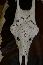 Load image into Gallery viewer, Giraffe Cow Skull Big 5 carved in Eggshell Finish
