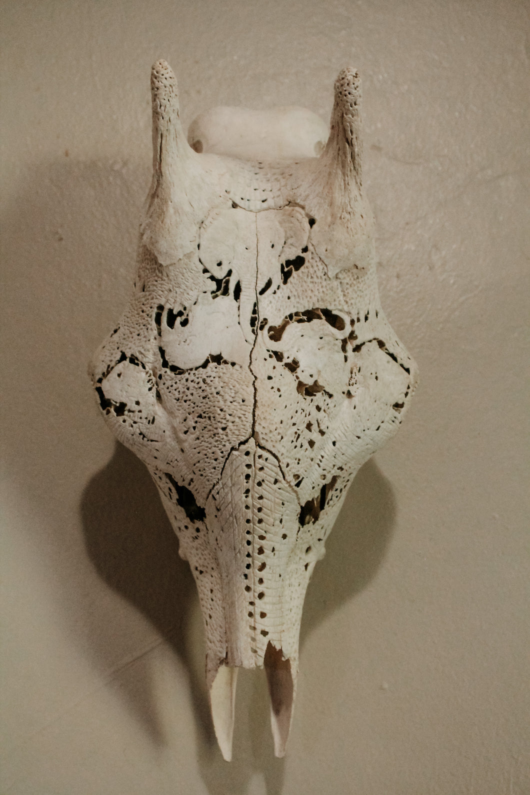 Giraffe Cow Skull Big 5 carved in Eggshell Finish