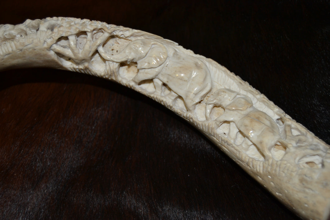Herd of 5 Elephant Carved on a Kudu Horn
