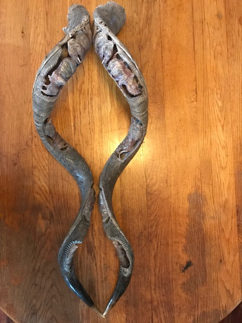 Kudu Outer Horns Set Carved with Big5 unmounted