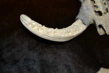 Load image into Gallery viewer, Warthog Family carved Skull and Teeth - Asphalt Stained
