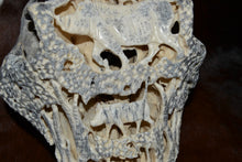 Load image into Gallery viewer, Warthog Family carved Skull and Teeth - Asphalt Stained
