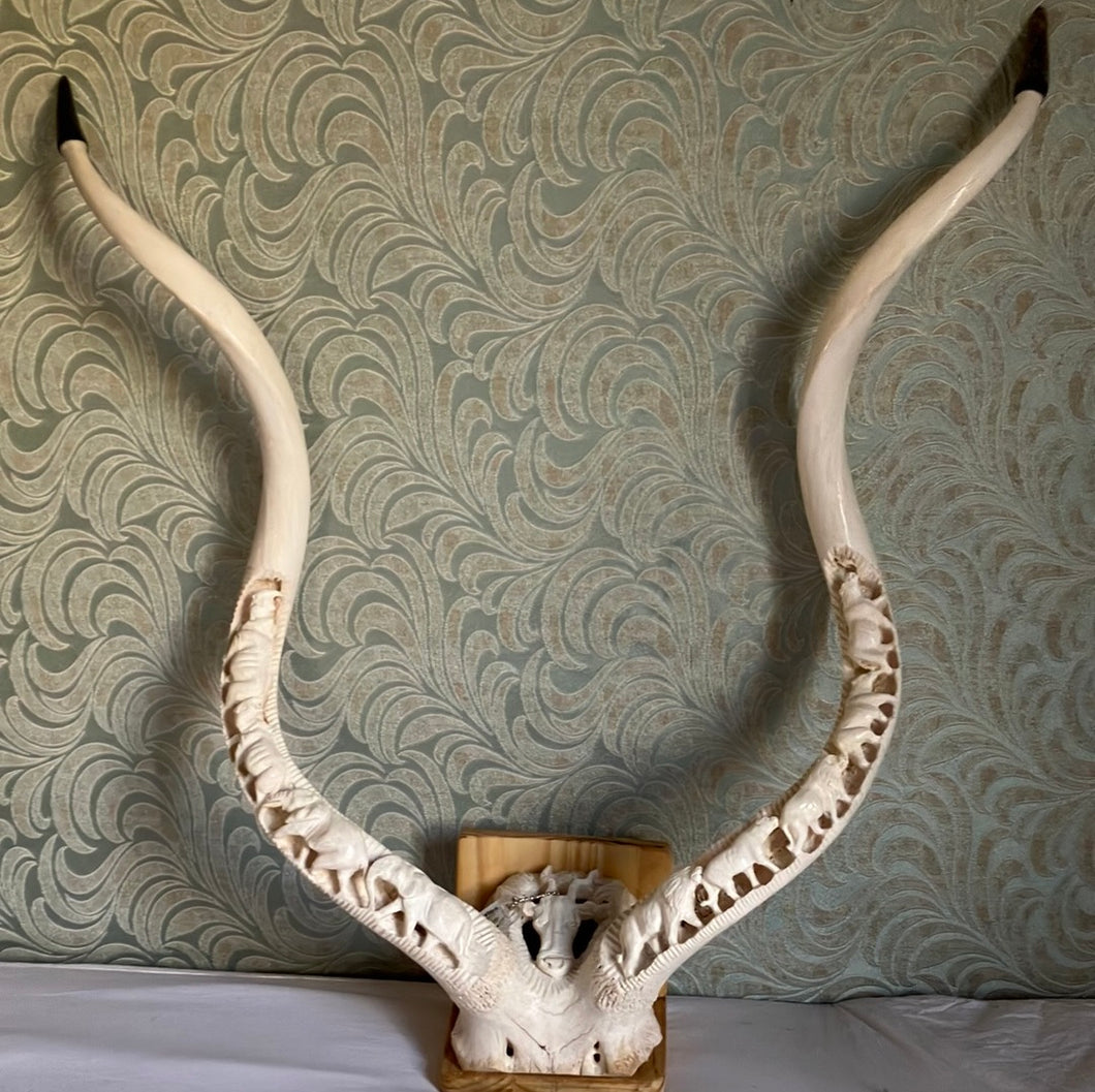 Kudu Skull with Inner Horns Carved with Red Hartebeest on forehead and elephant, rhino and lion pride on horns