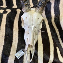 Load image into Gallery viewer, Impala Skull &amp; Horns with natural stain
